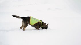 rescue sheepdog searching on white snow background