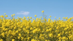 Panoramic banner of bright yellow rapeseed , Brassica napus, flowers closeup against blue sky, also called colza, canola, rape, oilseed or rapaseed
